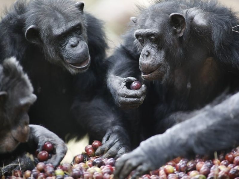 burgers-zoo-chimpansee (1)